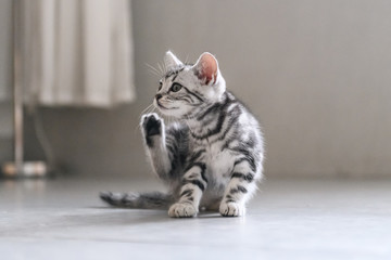 Cute American cat Kitten © chendongshan