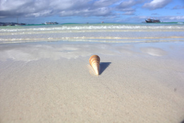 Fototapeta na wymiar shell on the beach by the sea