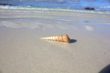 shell on the beach by the sea