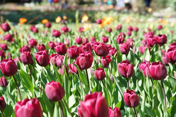 Beautiful and colorful close up shot of Tulip blossom
