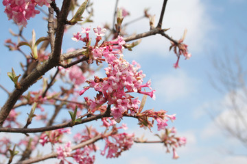 Dawn Viburnum bush with pink flowers against blue sky. V. bodnantense. Springtime background with selective focus.