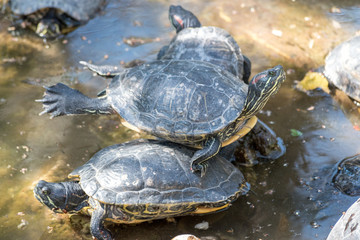Cute turtles rest under sun on pond.