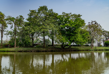 Green trees and lake
