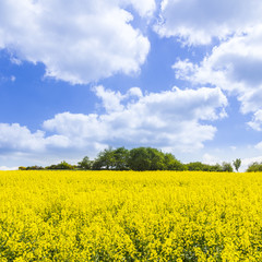Obraz premium Spring countryside of yellow rapeseed fields in bloom