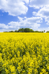 Spring countryside of yellow rapeseed fields in bloom