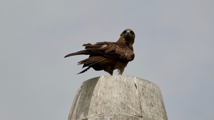 Adler auf Ausschau nach Beute