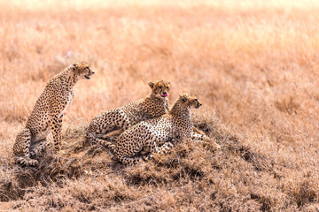 Herd of Cheetahs in Serengeti national Park,Tanzania