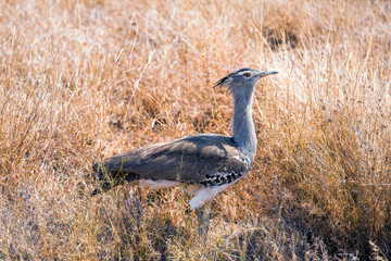 Secretary Bird in Serengeti national park,tanzania
