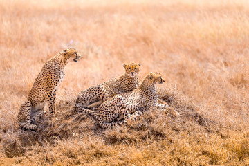 Herd of the Cheetahs in Serengeti ,National park,Tamzania