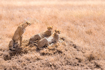 Herd of Cheetah,SAFARI Game drive in Serengeti,National Park,Tanzania