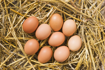 Fresh eggs in the henhouse