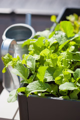 growing radish and salad in container on balcony. vegetable garden