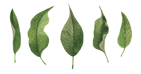 Set of green leaves isolated on white. Watercolor hand drawn illustration