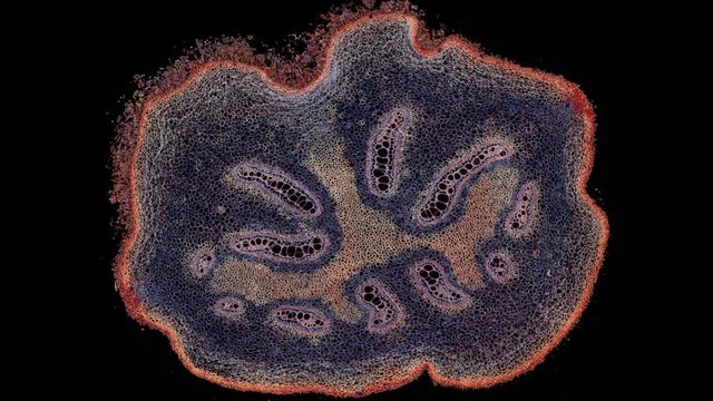 Rhizome of Pteridium - microscopic cross section cut of a plant stem - dark field - dark field