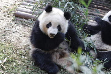 Fototapeta na wymiar Giant Panda in China