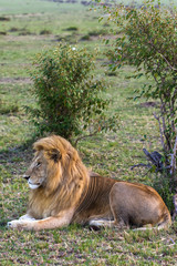 Portrait of a lion on the grass. Masai Mara, Kenya