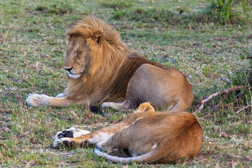 Two lion are resting after love.  Loving couple. Resting on the grass. Masai Mara, Kenya	