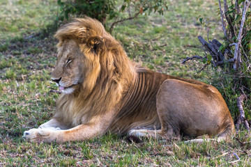 The sleeping king is still king. Rest on the grass. Kenya, Africa	