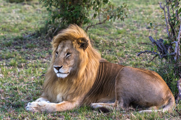 Portrait of king of Masai Mara. Rest on the grass. Kenya, Africa	