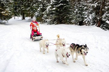 Fototapeta na wymiar Husky dogs are pulling sledge with two young girls at winter forest in Poland.