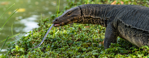 Bindenwaran - Varanus salvator