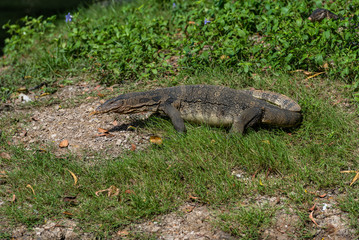 Bindenwaran - Varanus salvator