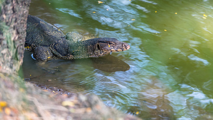 Bindenwaran - Varanus salvator