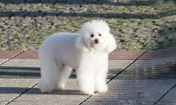 Bonito caniche blanco paseando por una acera color crema