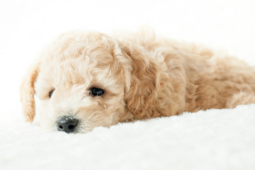 beige puppy lies on white