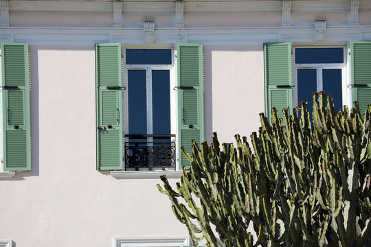 Big Cactus in Front of a House