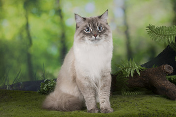 Siberian cat in the forest
