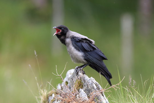 Grey crow , hooded crow, Corvus corone cornix Norway 
