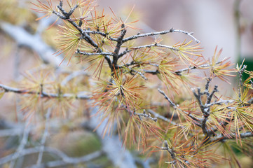 Blooming thorn type leaves in the spring