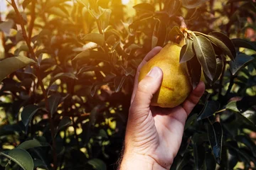 Poster Farmer examining pear fruit grown in organic garden © Bits and Splits