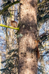 Panoramic winter landscape. Two Squirrels on the tree in the forest with inclined trees, Minsk, Belarus.