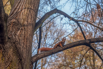 Dzika wiewiórka na konarze drzewa w warszawskim parku - obrazy, fototapety, plakaty