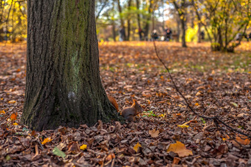 Wiewiórka pod drzewem w parku - obrazy, fototapety, plakaty