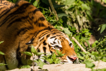 angreifender indischer Tiger mit großen Augen als Nahaufnahme im Zoo von Schmiding