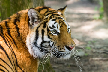stolzer indischer Tiger mit großen Augen als Nahaufnahme im Zoo von Schmiding
