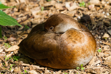 Obraz premium braune schlafende Ente als Nahaufnahme im Zoo von Schmiding