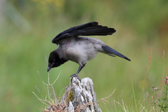 Grey crow , hooded crow, Corvus corone cornix Norway 