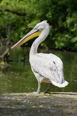 Fototapeta premium grauer Pelikan mit gelben Schnabel als Nahaufnahme im Zoo von Schmiding