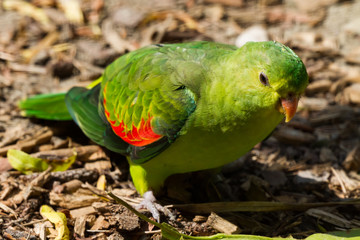 grüner Papagei mit roten Flügeln als Nahaufnahme im Zoo von Schmiding