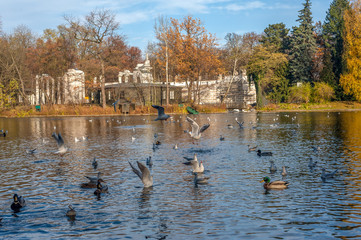 dzikie kaczki i inne ptaki na wodzie w parku © Kamil_k2p