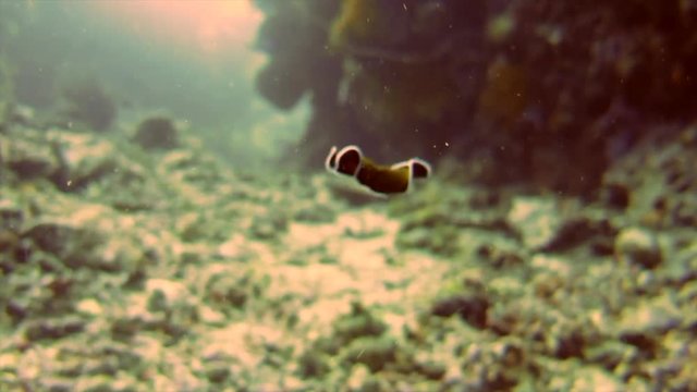 Gold-dotted flatworm ( Thysanozoon nigropapillosum )  swimming in mid water near a coral reef of Bali