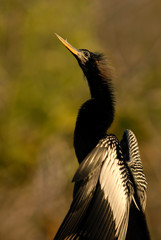 Florida Wildlife