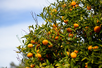 Orange tree with blue sky in the background, Oranges, green leaf, Healthy