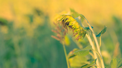 big yellow sunflower was searing in large sunflower field on autumn season with soft focus background