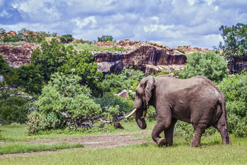 Fototapeta premium African bush elephant in Mapungubwe National park, South Africa