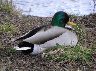 Erpel sitzt am Wasserufer im Gras